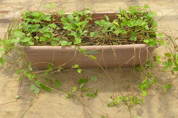 プランターに植えたストロベリーのランナーと子株