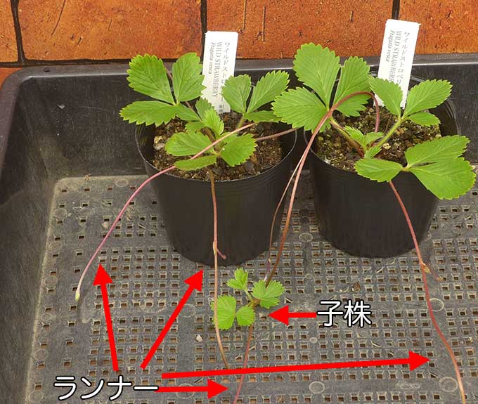 ストロベリーのランナーと子株