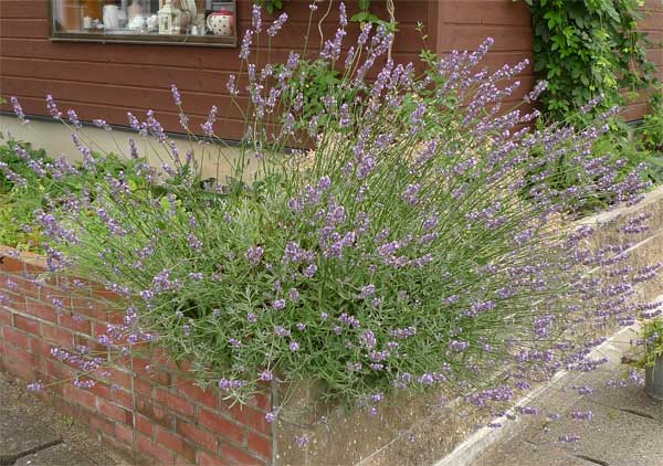 ラベンダーの開花後の剪定 初心者のためのハーブ講座 ハーブ苗の通販 無農薬 安心の専門店 Soramimiハーブショップ