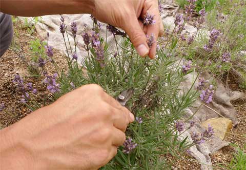 ラベンダーの開花後の剪定 初心者のためのハーブ講座 ハーブ苗の通販 無農薬 安心の専門店 Soramimiハーブショップ