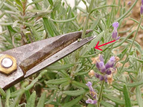 ラベンダーの開花後の剪定 初心者のためのハーブ講座 ハーブ苗の通販 無農薬 安心の専門店 Soramimiハーブショップ