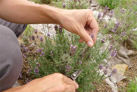 ラベンダーの開花後の剪定