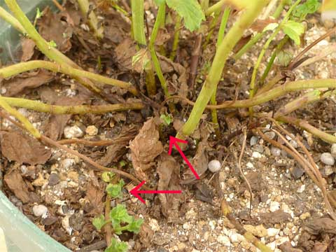 ミントの新芽