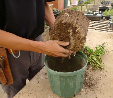 ミントの植え替え