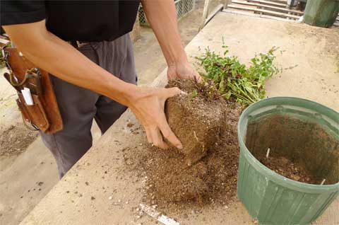 ミントの植え替え