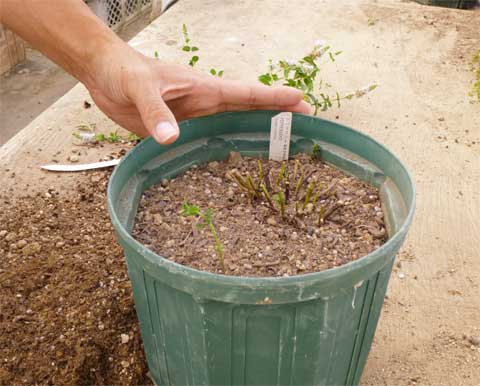 ミントの植え替え完了