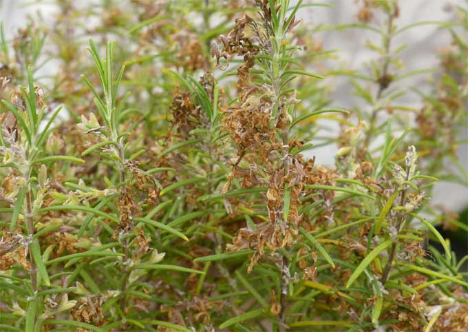 ローズマリーの花後の剪定 初心者のためのハーブ講座 ハーブ苗の通販 無農薬 安心の専門店 Soramimiハーブショップ