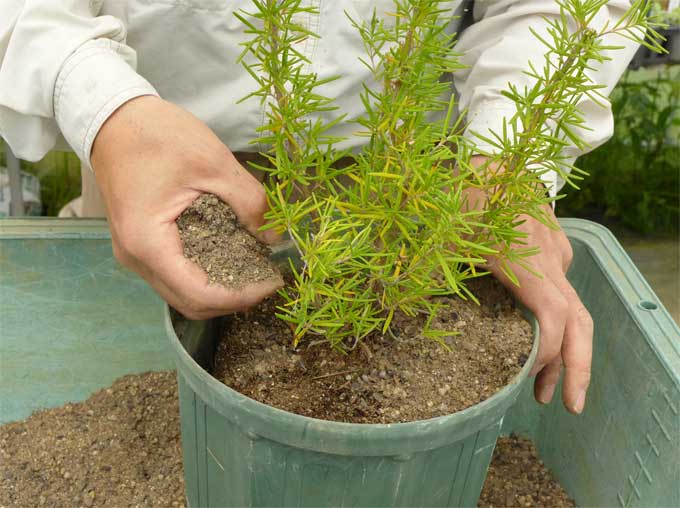 ローズマリーの植え替え