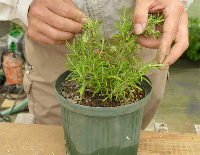 ローズマリーの植え替え