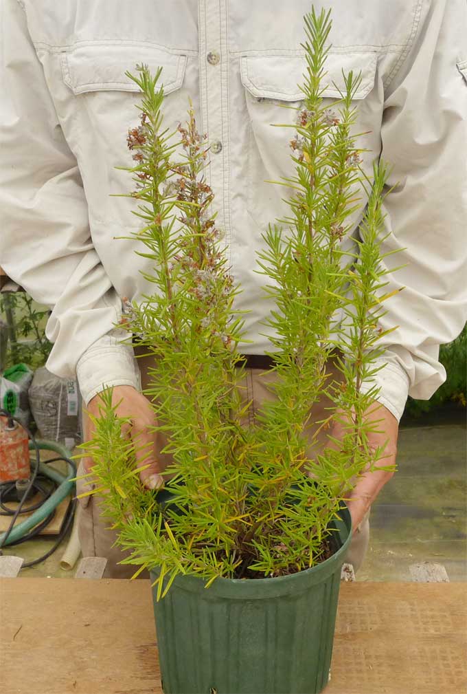 ローズマリーの花後の剪定 初心者のためのハーブ講座 ハーブ苗の通販 無農薬 安心の専門店 Soramimiハーブショップ