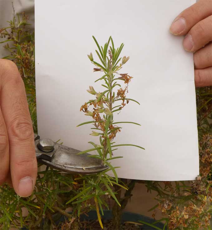 ローズマリーの花後の剪定 初心者のためのハーブ講座 ハーブ苗の通販 無農薬 安心の専門店 Soramimiハーブショップ