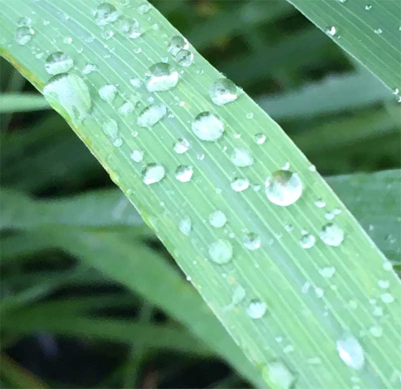 雨粒