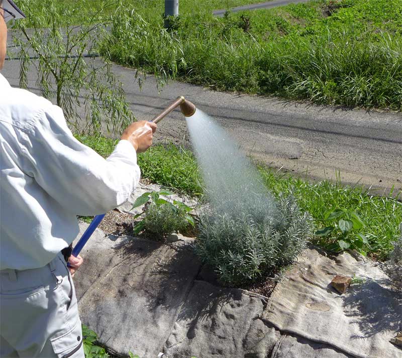 ハーブの水やりを考える 地植え編 初心者のためのハーブ講座 ハーブ苗の通販 無農薬 安心の専門店 Soramimiハーブショップ