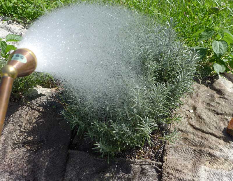 ハーブの水やりを考える 地植え編 初心者のためのハーブ講座 ハーブ苗の通販 無農薬 安心の専門店 Soramimiハーブショップ