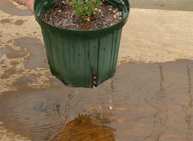 ハーブの水やり