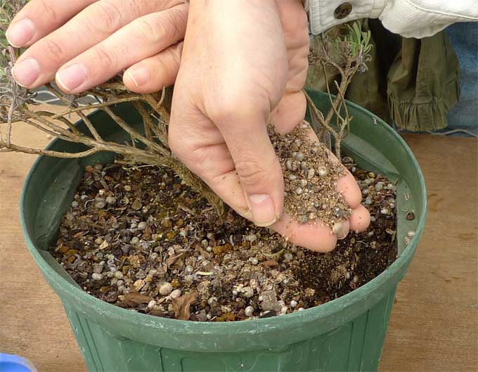 微生物肥料を加える