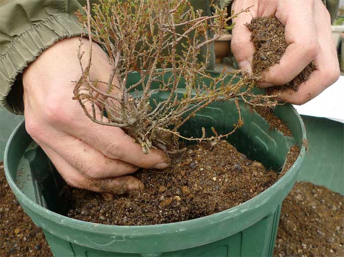 冬に行う鉢の植え替え その１ 初心者のためのハーブ講座 ハーブ苗の通販 無農薬 安心の専門店 Soramimiハーブショップ