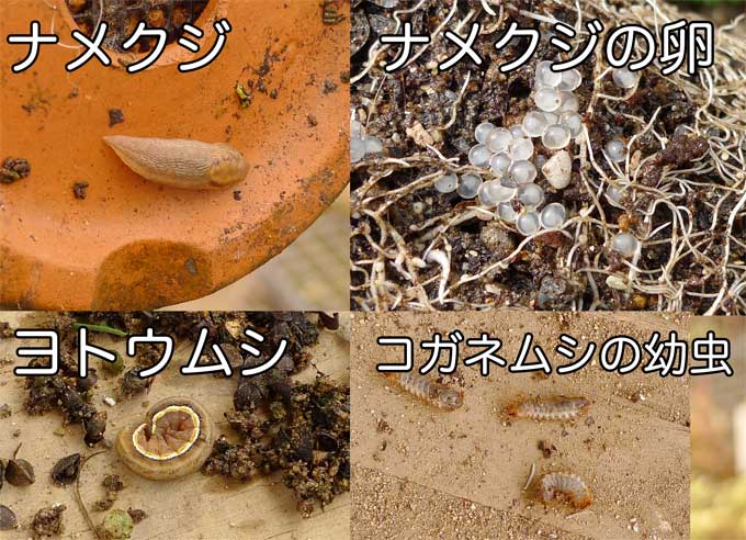 ナメクジ、夜盗虫、コガネムシの幼虫