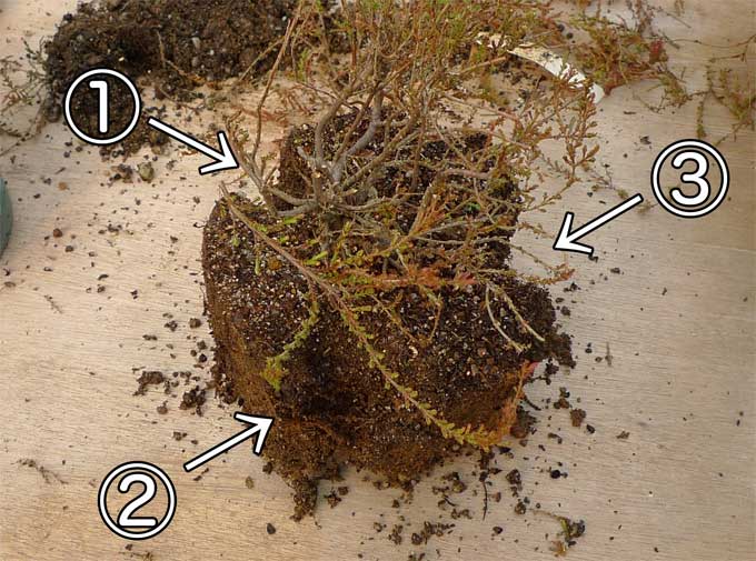 冬に行う鉢の植え替え その１ 初心者のためのハーブ講座 ハーブ苗の通販 無農薬 安心の専門店 Soramimiハーブショップ