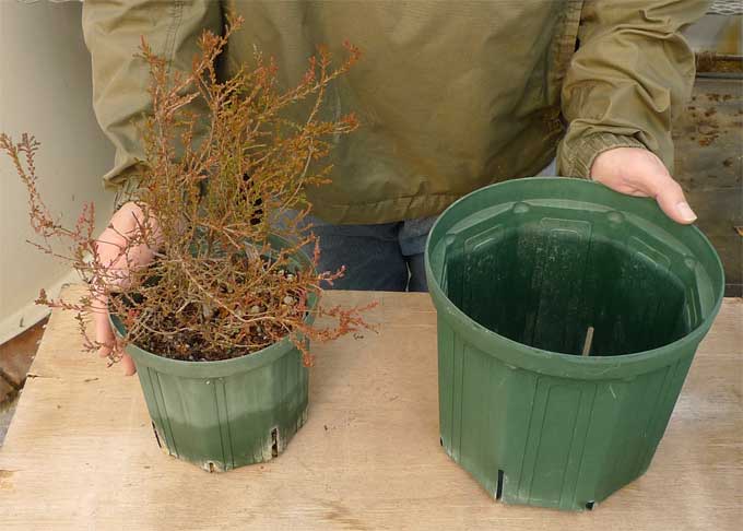 ヘザーの植え替え