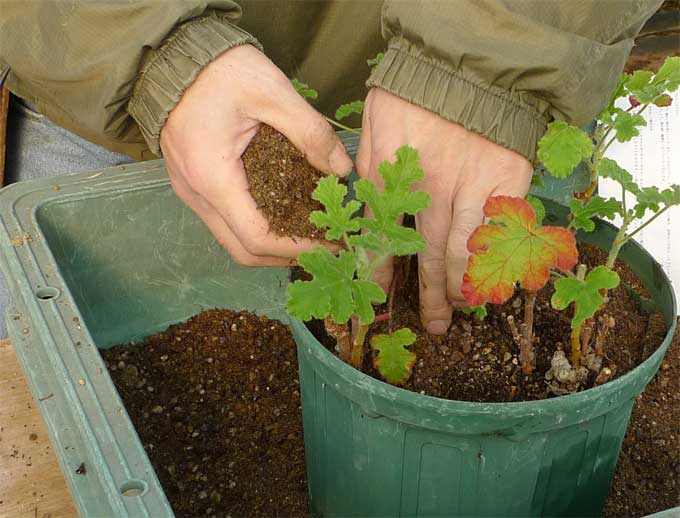 ゼラニウムの植え替え