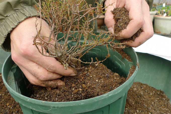 冬に行う鉢の植え替え