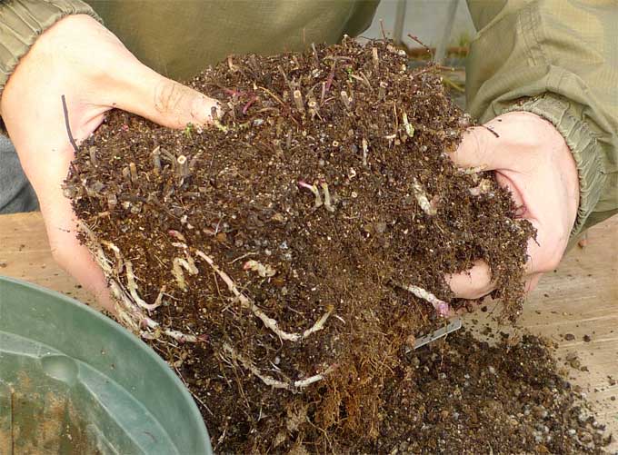 冬に行う鉢の植え替え