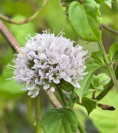 モヒートミント（イエルバブエナ）