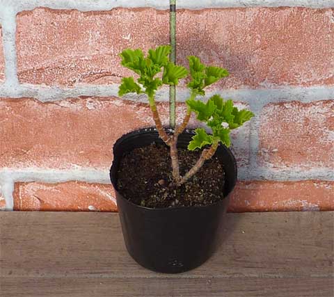 レディメアリーゼラニウム