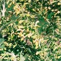 ジュピターズディスタフ