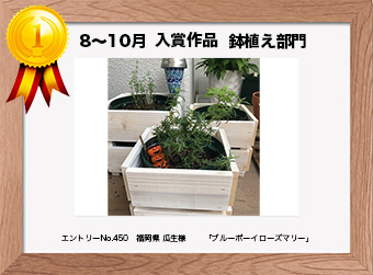  フォトコンテストエントリーNo.450　 福岡県 瓜生様　 鉢植え部門   「ブルーボーイローズマリー」