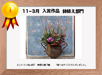  フォトコンテストエントリーNo.457　 神奈川県 T様　 鉢植え部門   「母へのクリスマスプレゼント」