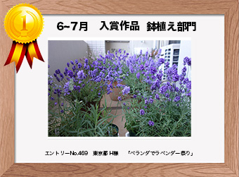  フォトコンテストエントリーNo.469　 東京都 H様　 鉢植え部門   「ベランダでラベンダー祭り」