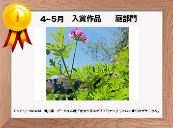  フォトコンテストエントリーNo.484　 香川県　ピーちゃん　 庭部門   「水やりするたびフワァ〜♪っといい香りのゼラニウム」