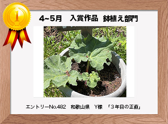  フォトコンテストエントリーNo.482　 和歌山県　Y様　 鉢植え部門   「３年目の正直」