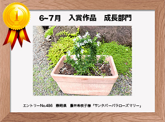  フォトコンテストエントリーNo.486　 静岡県　藤井希枝子様　 成長部門   「サンタバーバラローズマリー」