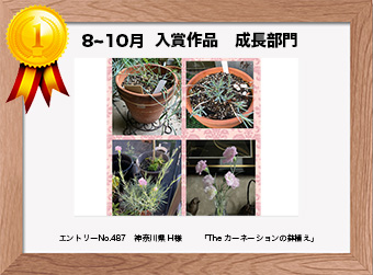 フォトコンテストエントリーNo.487　 神奈川県 H様　 成長部門   「The カーネーションの鉢植え」