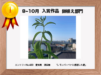  フォトコンテストエントリーNo.489　 愛知県　須田様　 鉢植え部門   「レモンバーベナに感服した朝」