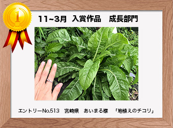  フォトコンテストエントリーNo.513　 宮崎県　あいまる様　 成長部門   「地植えのチコリ」