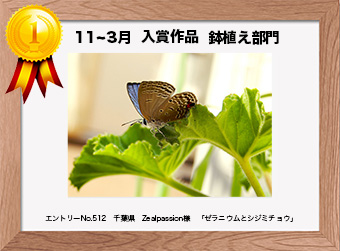  フォトコンテストエントリーNo.512　 千葉県　Zealpassion様　 鉢植え部門   「ゼラニウムとシジミチョウ」