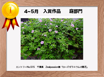  フォトコンテストエントリーNo.515　 千葉県　Zealpassion様　 庭部門   「ローズゼラニウムの開花」