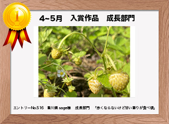  フォトコンテストエントリーNo.516　 香川県 sage様　 成長部門   「赤くならないけど甘い香りが食べ頃」