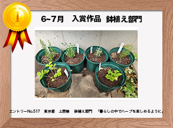  フォトコンテストエントリーNo.517　 東京都　上原様　 鉢植え部門   「暮らしの中でハーブを楽しめるように」