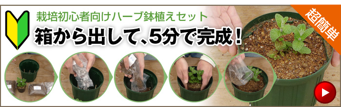 栽培初心者向けハーブ鉢植えセット