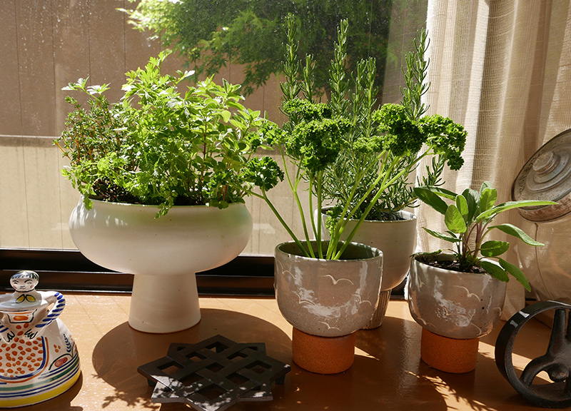 フォトコンテストエントリーno 4 大阪府 Potfu様 鉢植え部門 自作の植木鉢とハーブたち お客様の声 ハーブ苗の通販 無農薬 安心の専門店 Soramimiハーブショップ フォトコンテストエントリーno 4 大阪府 Potfu様 鉢植え部門 自作の植木鉢とハーブたち お客様の声 ハーブ苗の通販 無農薬 安心の専門店 Soramimiハーブショップ